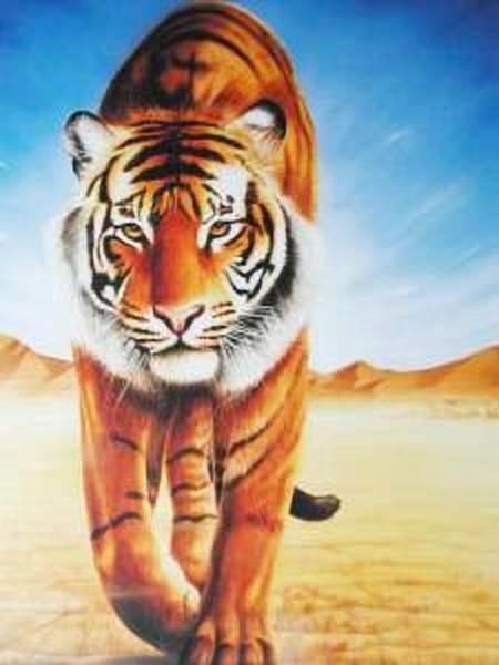 Poster Tiger