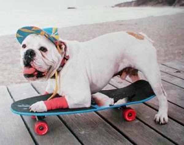 Poster Bulldogge auf Skateboard