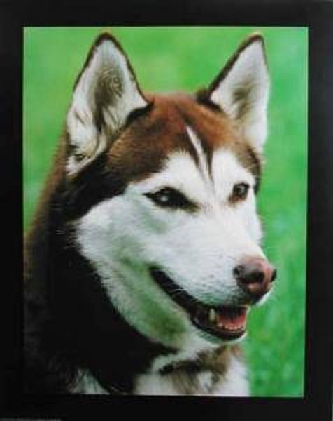 Poster Husky