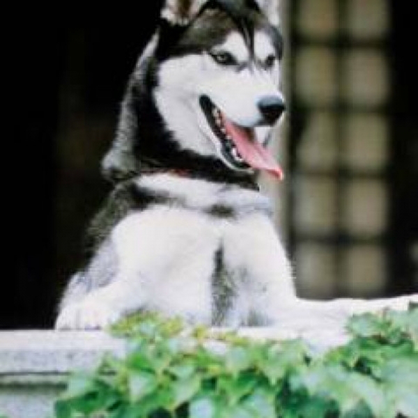 Poster Husky