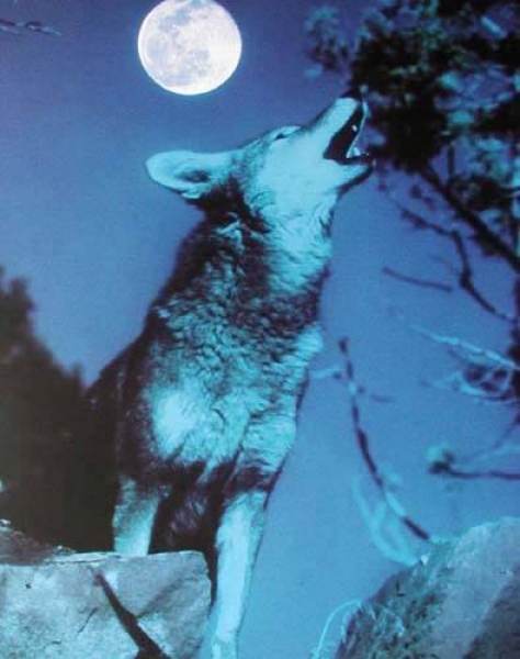 Poster Heulender Wolf bei Vollmond