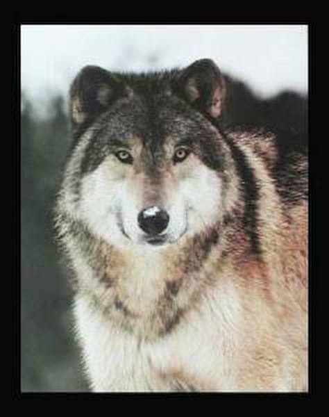 Poster Grauer Wolf