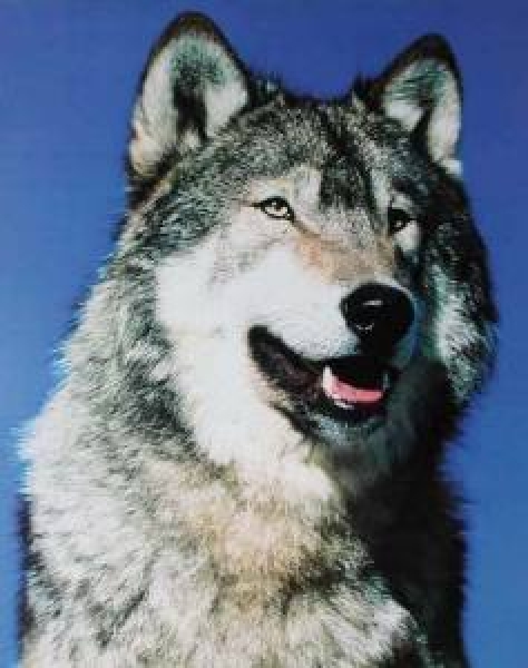 Poster Grauer Wolf