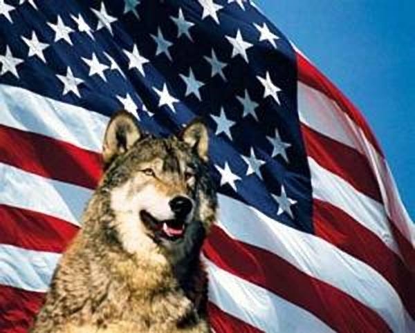 Poster Wolf mit USA Flagge