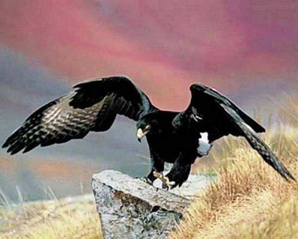 Poster Adler