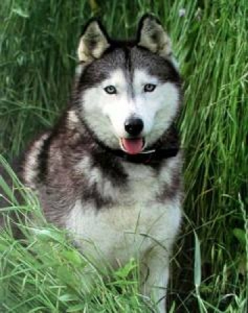 Poster Husky