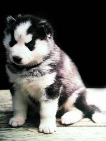 Poster Husky Welpe